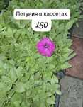 Петуния.Петуния калибрахоа.Петуния вегетативная!!!