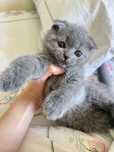 Котенок Шотландский Вислоухий