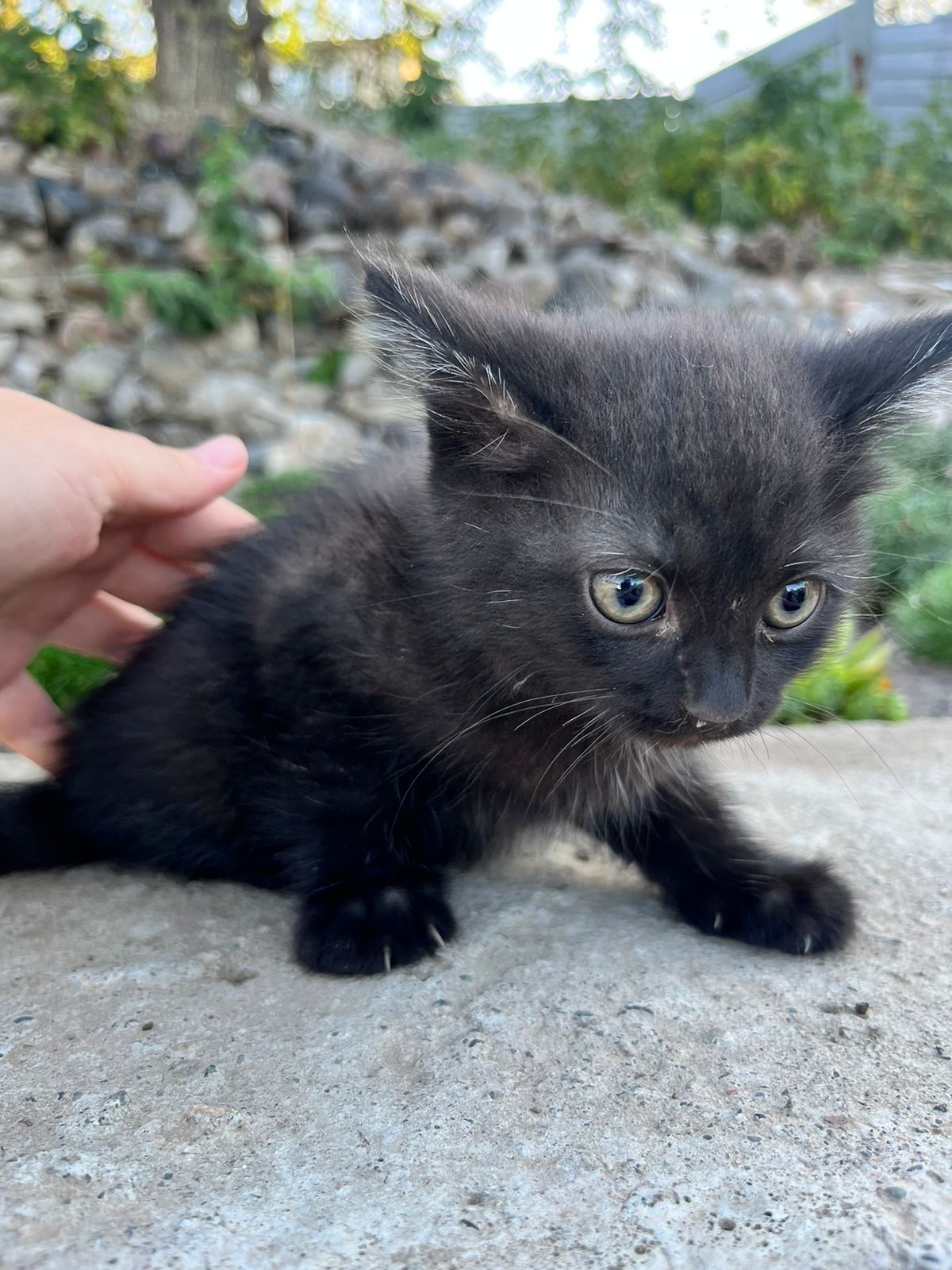 Котеначки ищут свой дом