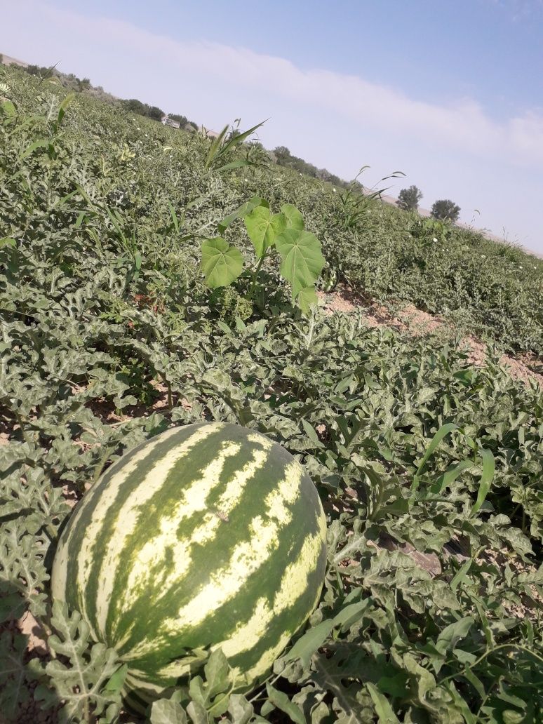 Продам арбузы с поля