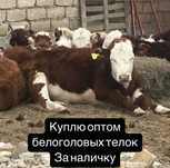 Крс, телки, белоголовые,