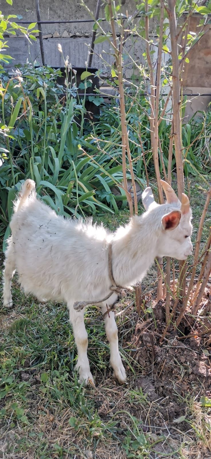Продам семью коз