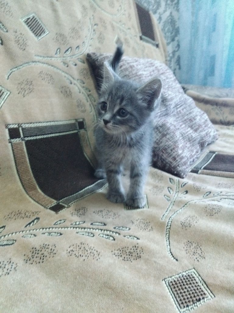 Отдадим котёнка и кошку