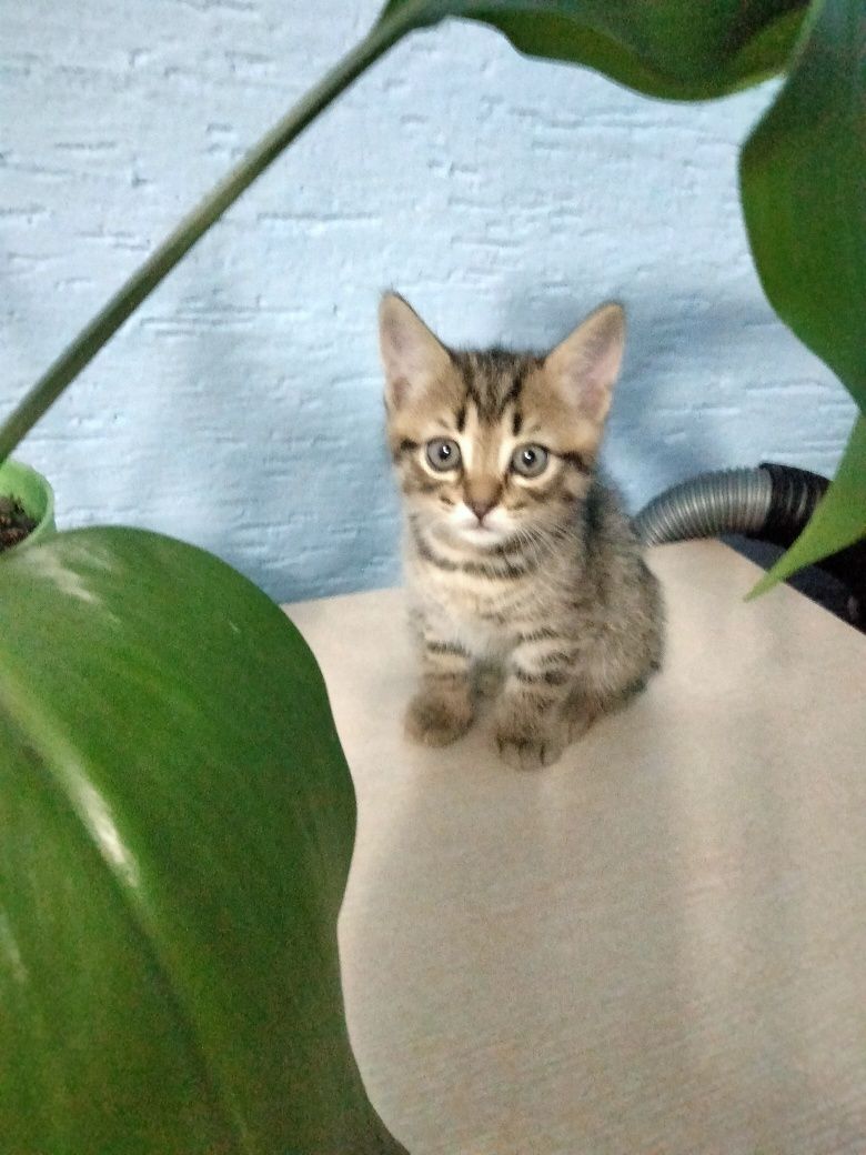Отдам в добрые руки котят полубританцы