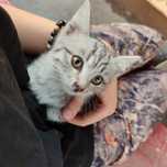 Котенок ждёт хороших рук