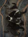 Отдам домашних шустрых котят 1 месяц им