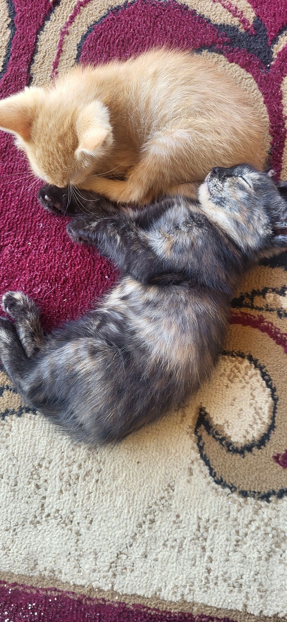 Отдам котят в добрые руки (кошечки)