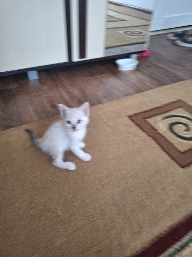 Котята бесплатно в добрые руки!