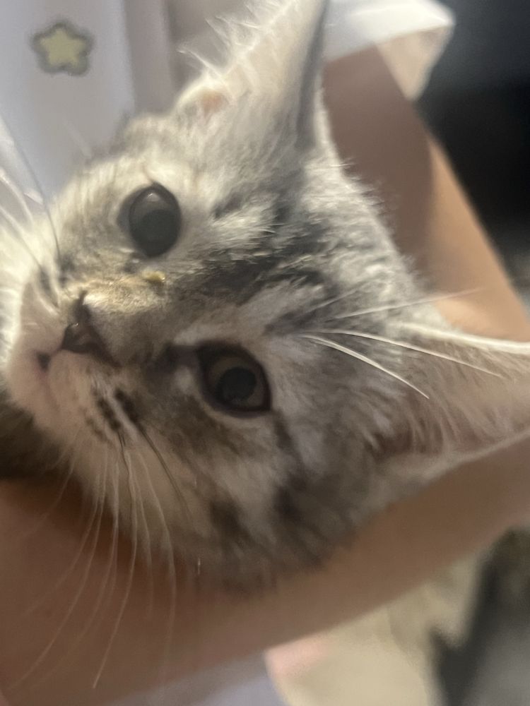 Отдадим котят в хорошие руки