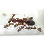 Camponotus lamereei(муравей для начинающих) 1 матка и 3+ рабочих