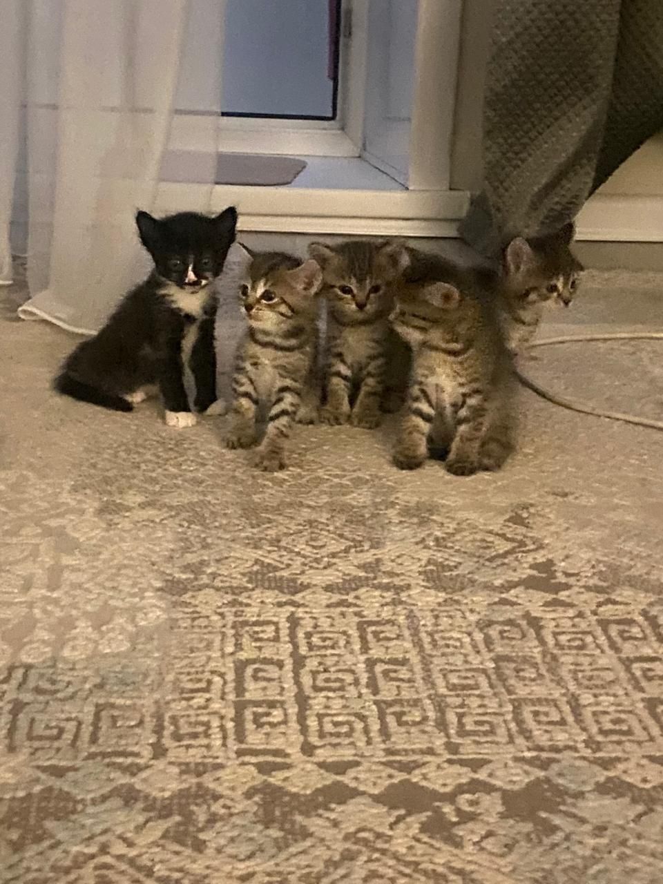 Котят отдам в хорошие руки