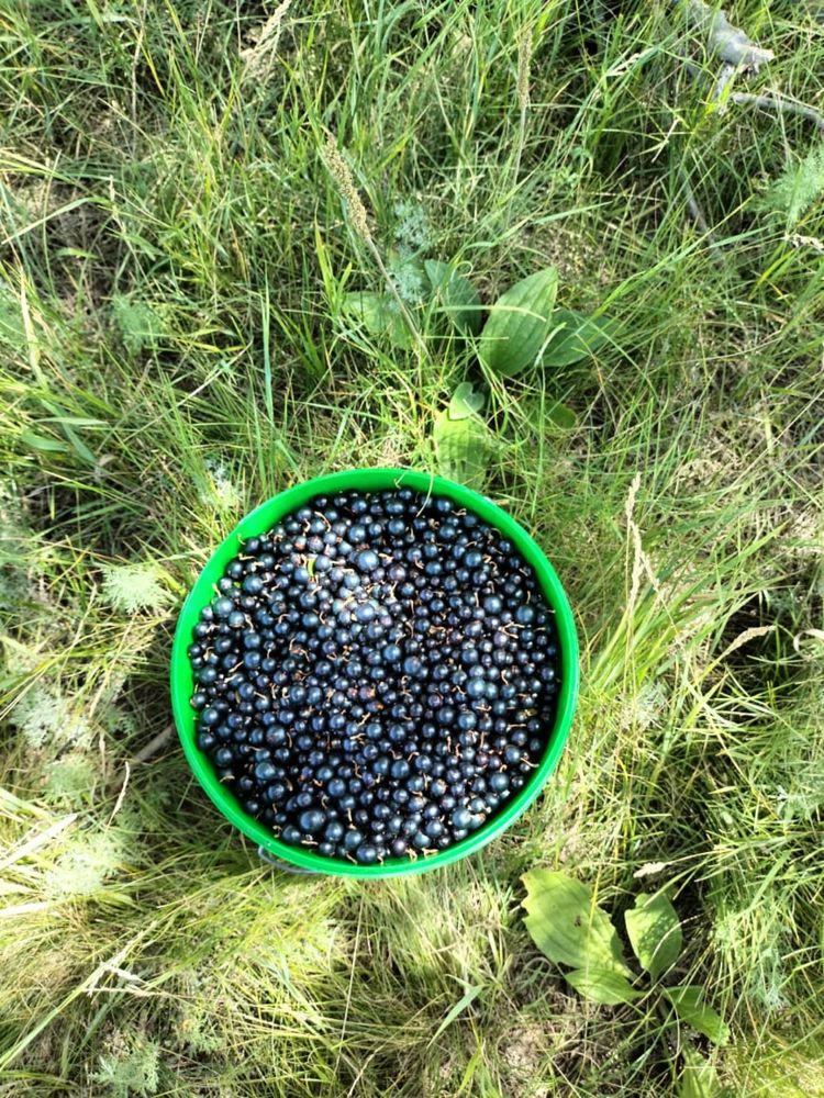 Продам смородину свежую
