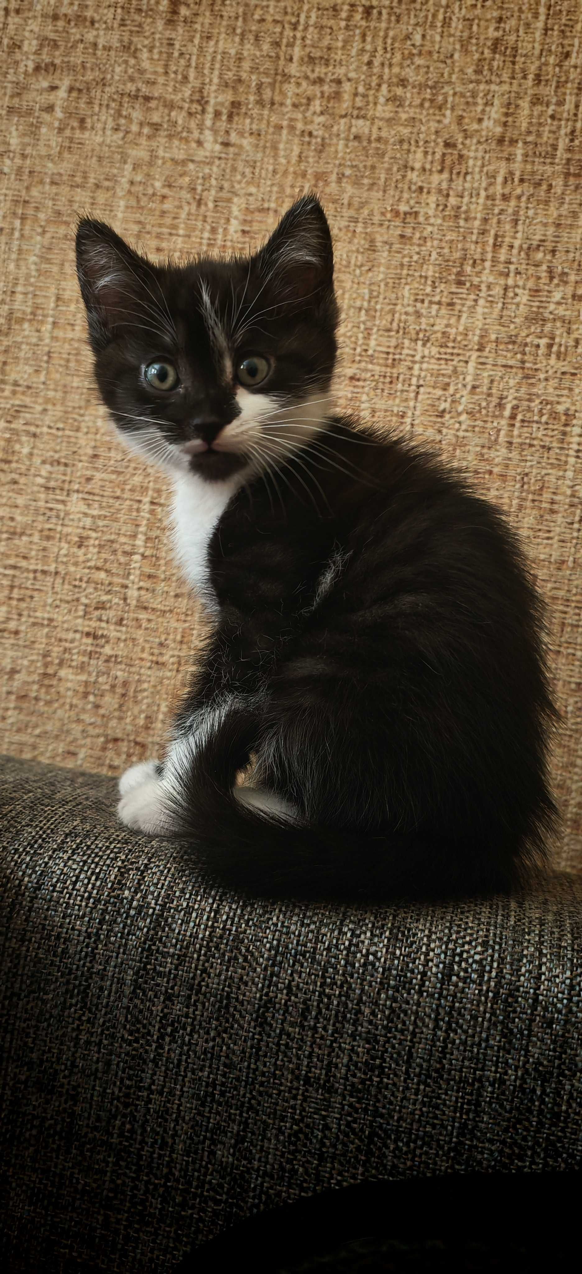 Котёнок чёрный в белых тапочках