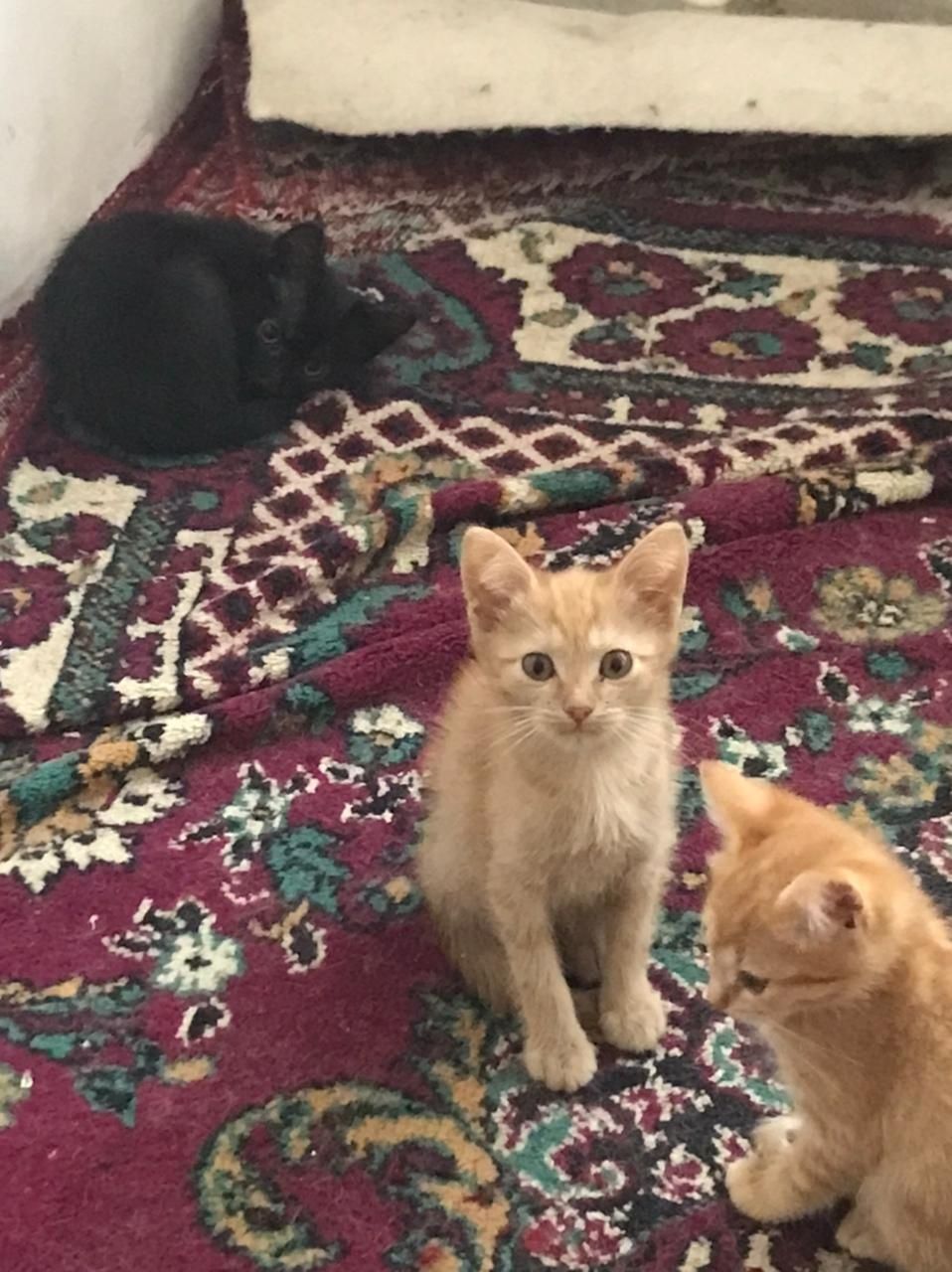 Отдам котят 3 девочки 1 мальчик