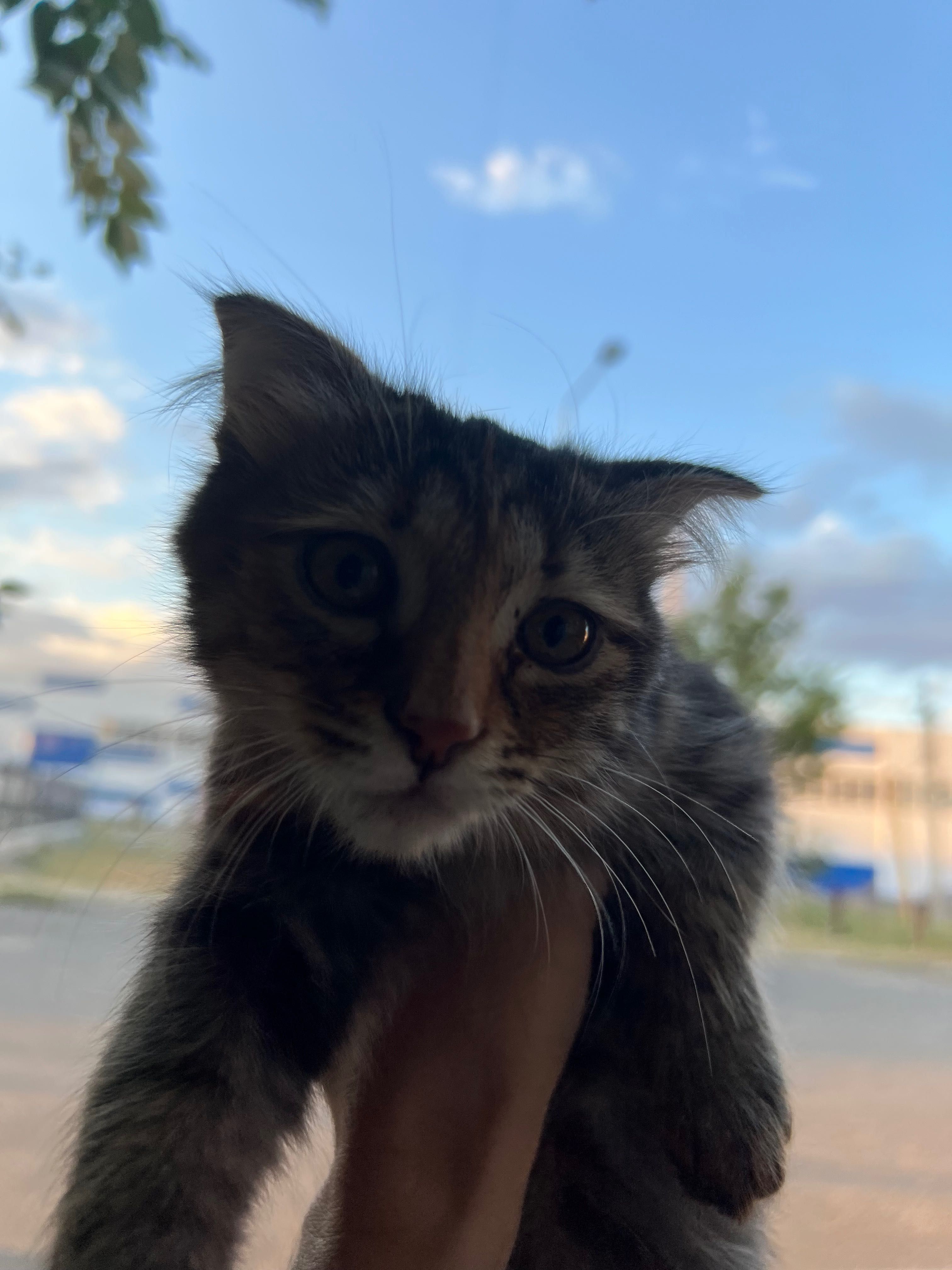 Ищем любящую семью для котенка