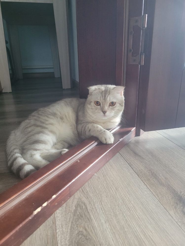 Шотландский вислоухий