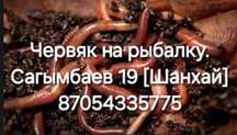 Черви червяк жевущий красный На рабалку!!! Адрес Сагымбаев 19 Шанхай
