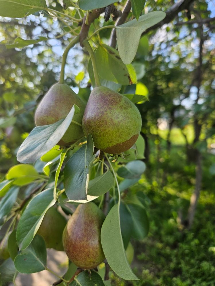 Продам дачу Телецентр