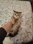 Британский тигрёнок