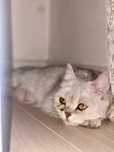 Шиншилла кошка в добрые руки