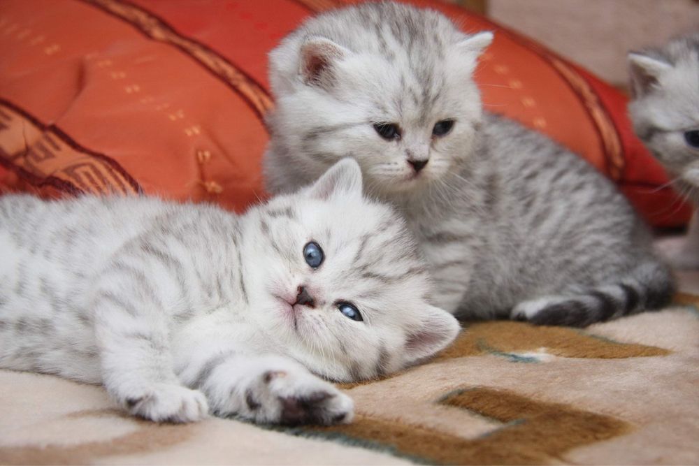 Шотландские котята в продаже