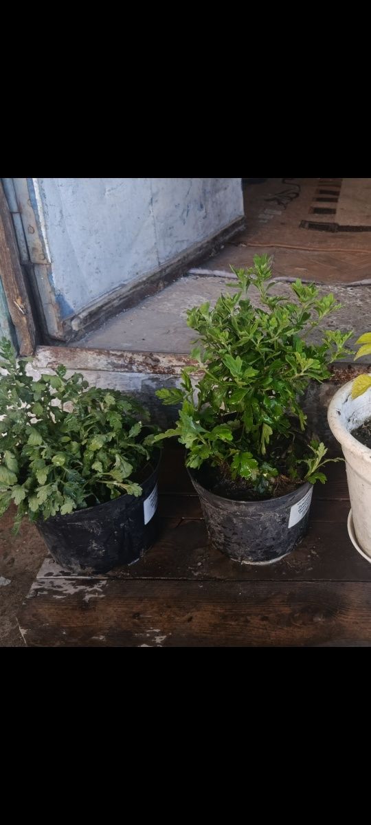 Продам черенки мультифлора
