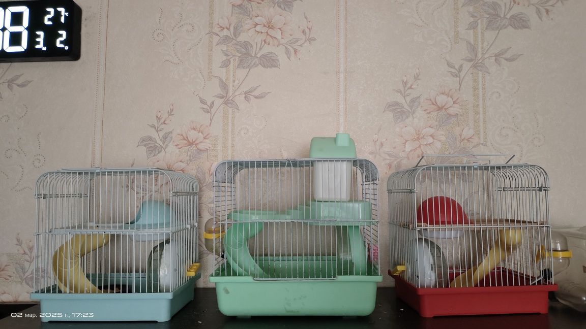 Продам хомячат с клетками