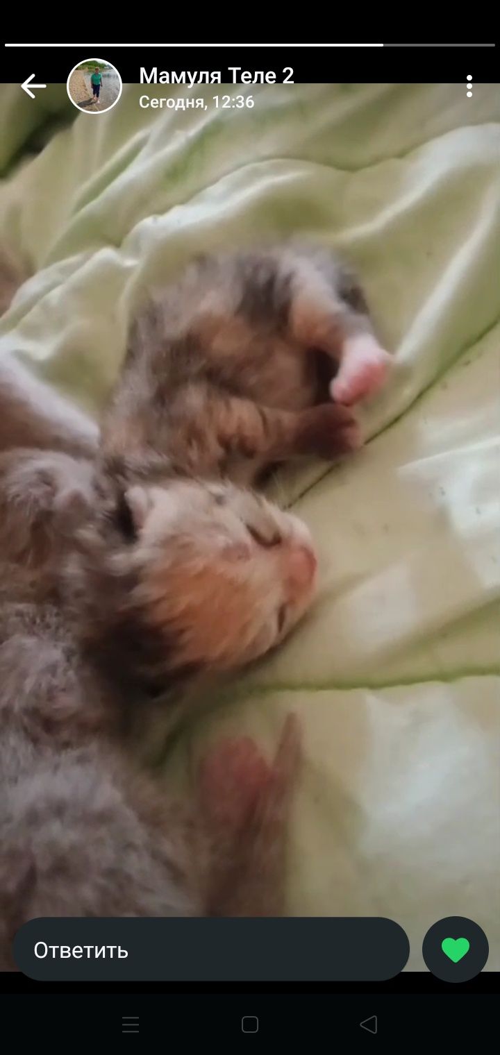 Вислоухие котята, британские