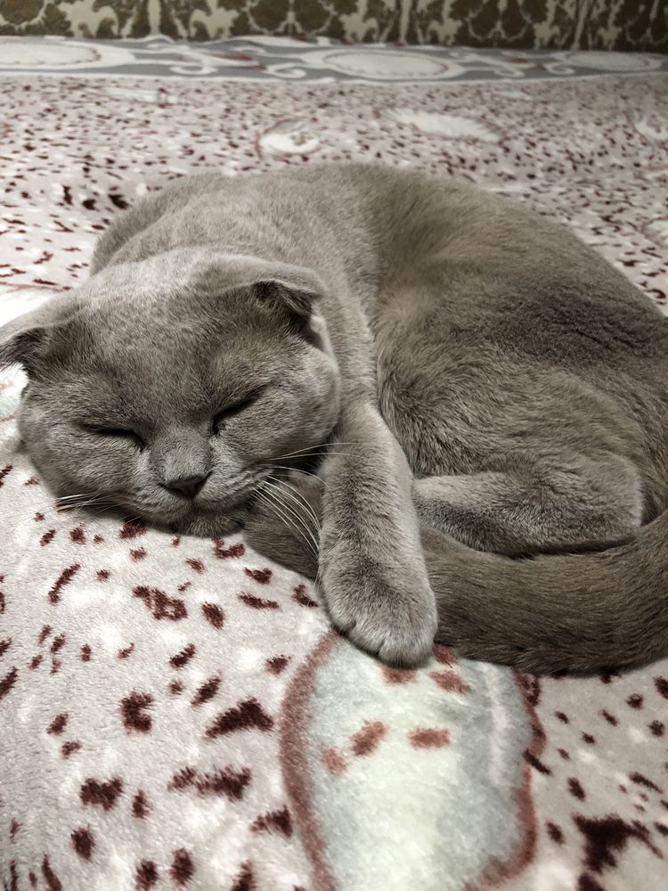 Вязка красивого кота