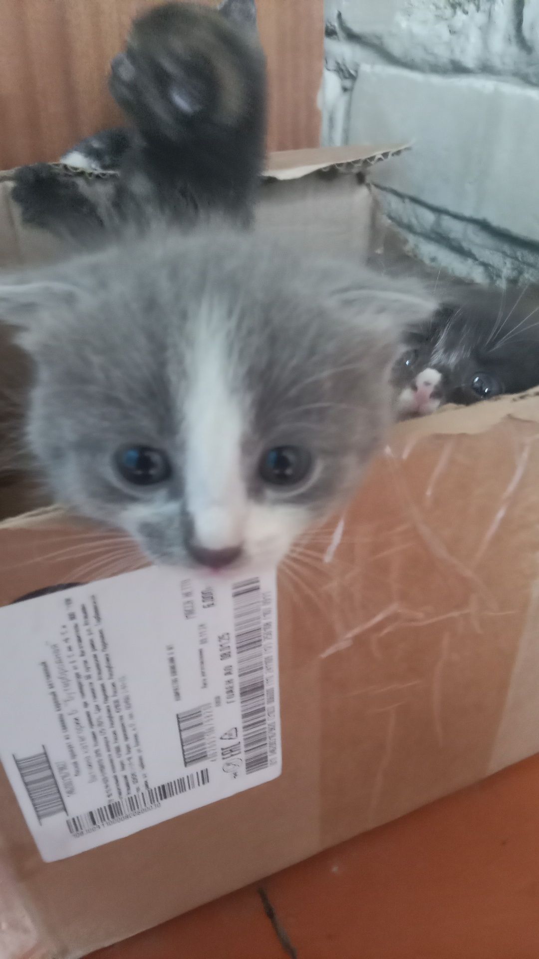 Маленький котята