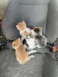 Отдам даром Котят