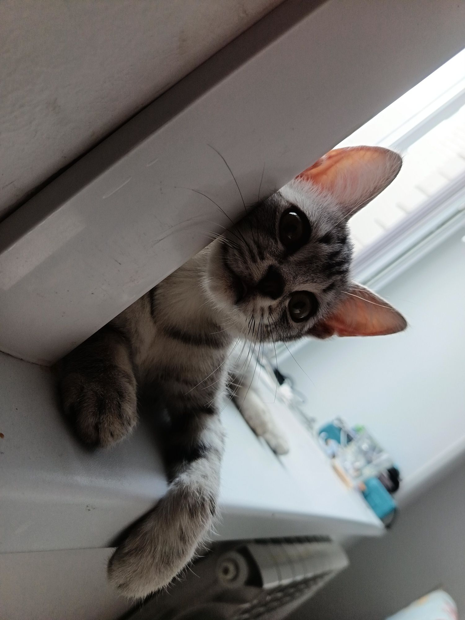 Отдам котенка смесь британца