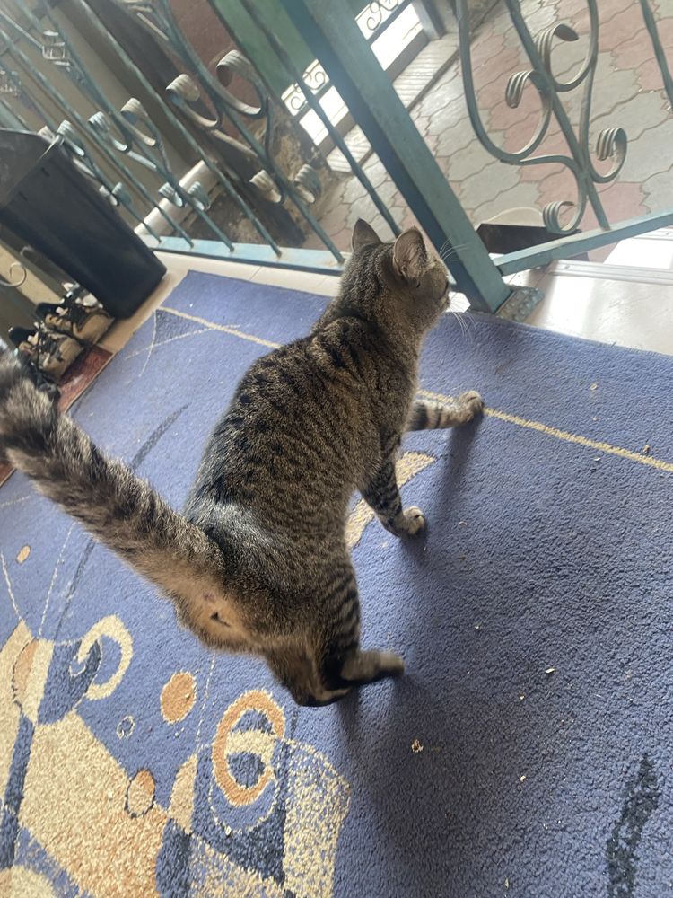 Котенкок Азиатская табби