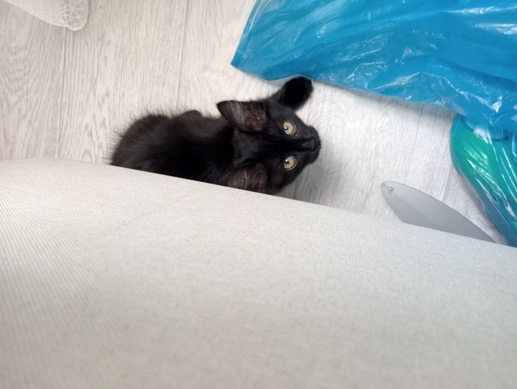 Котята ищут любящих хозяев