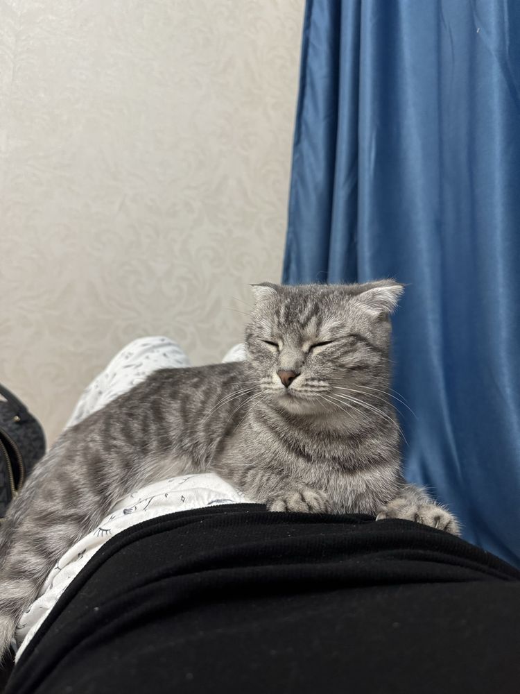 Кошка с котеком отдам в хорошие руки