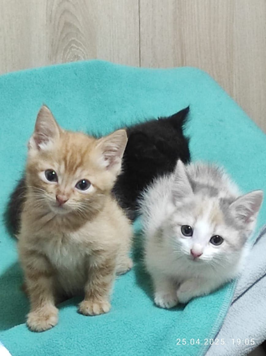 кОтяТа в ЛюбЯщие ручки