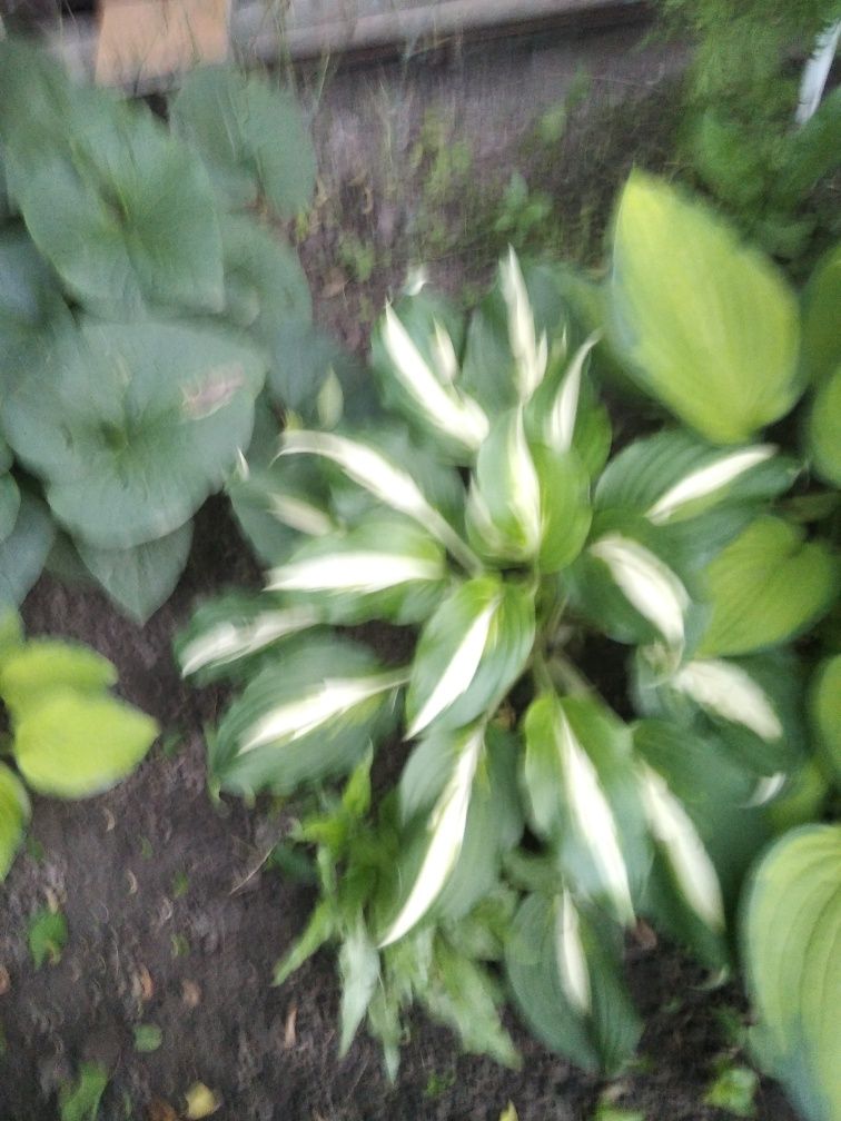 Уличные цветы: ирис, хосты, аюга, юкка, бадан, волжанка