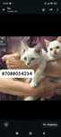 Бесплатно котята мальчики