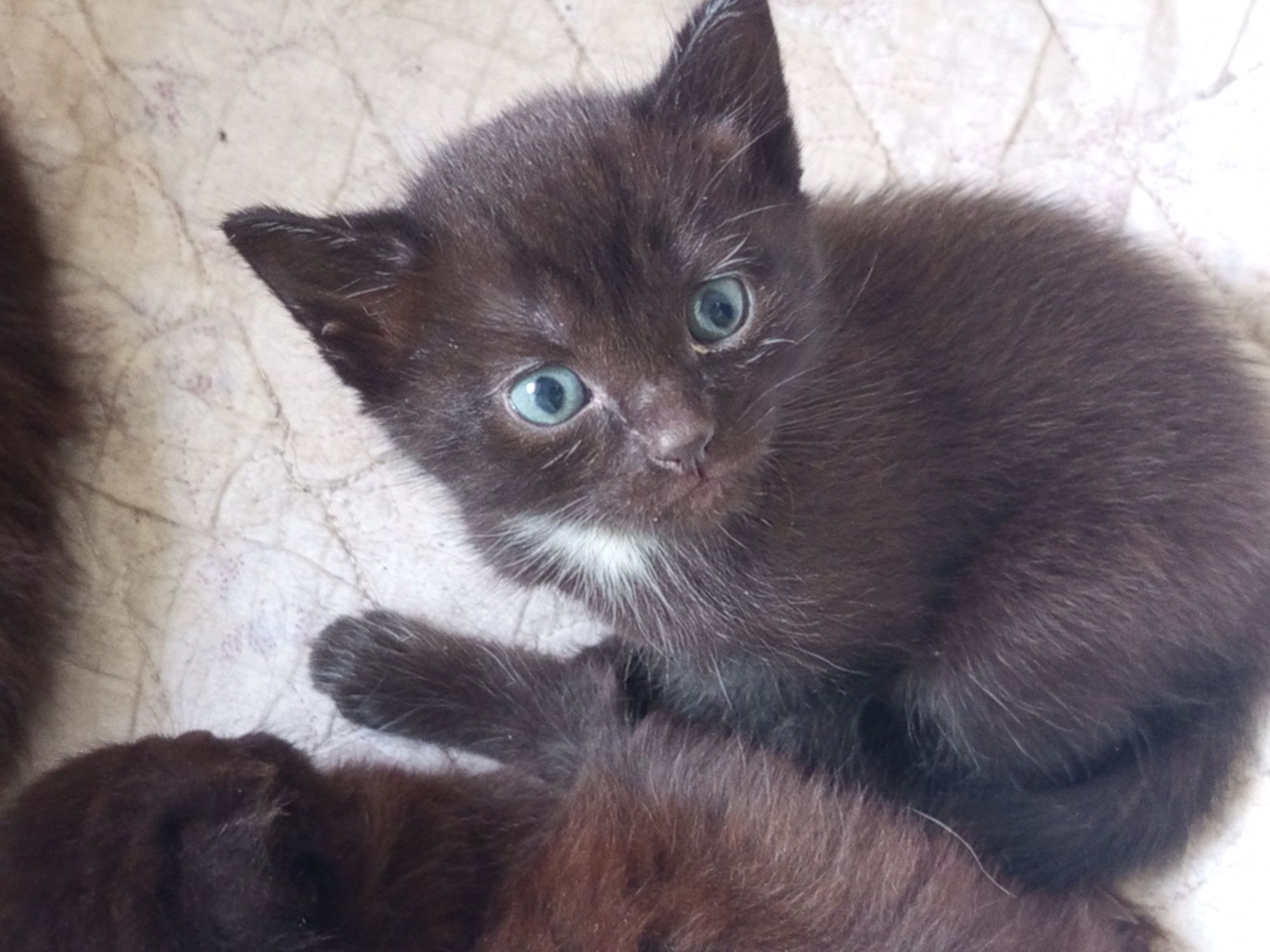 Отдадим 3х котят