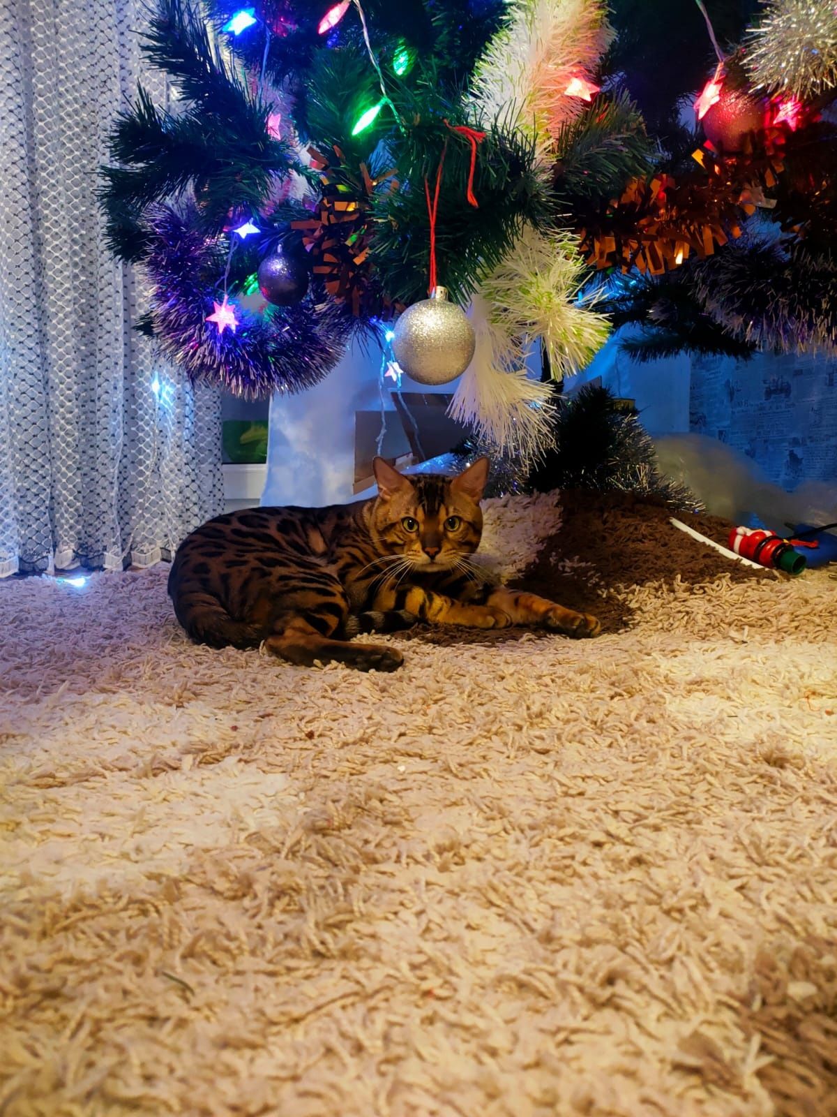 Бенгальский кот на вязку