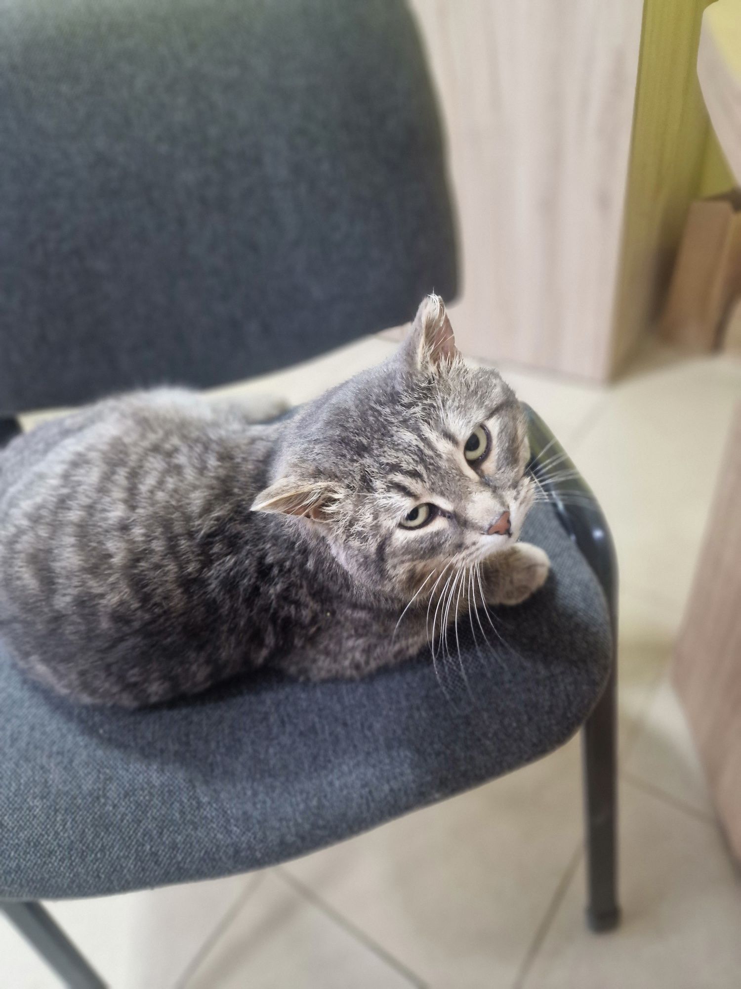 Котик Серёга ищет дом
