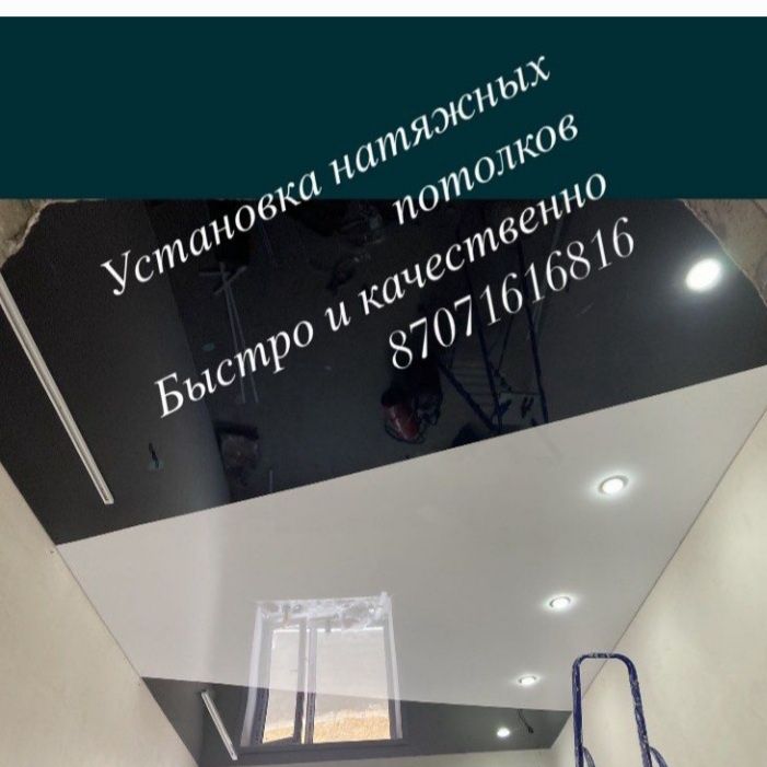 Карликовая пеларгония. Стыдливая мимоза.  Установка натяжных потолков.
