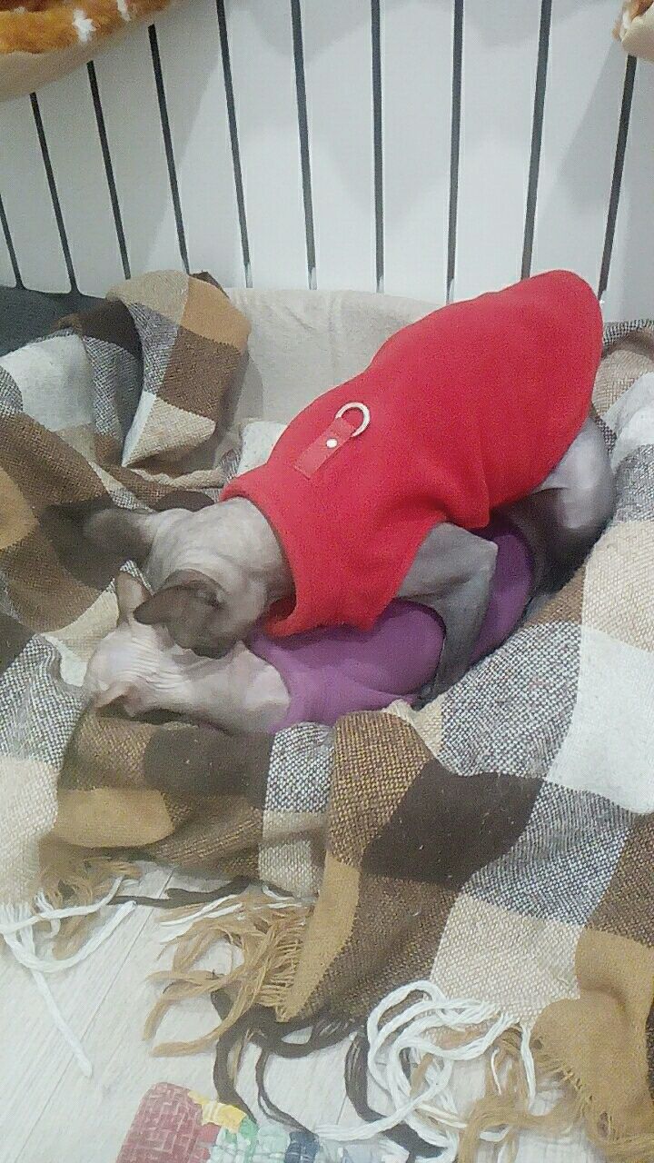 Новые теплые кофточки на собак