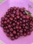 Вишня домашняя местная