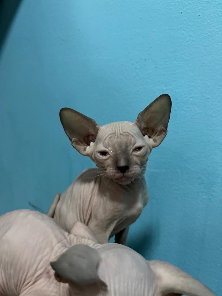 Сфинкс элитные котята