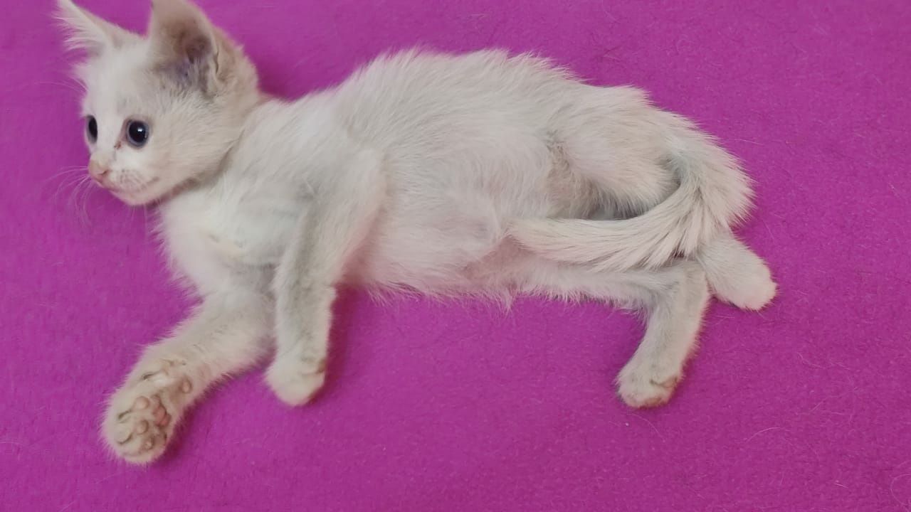 Очень нужен ДОМ котенку!!!