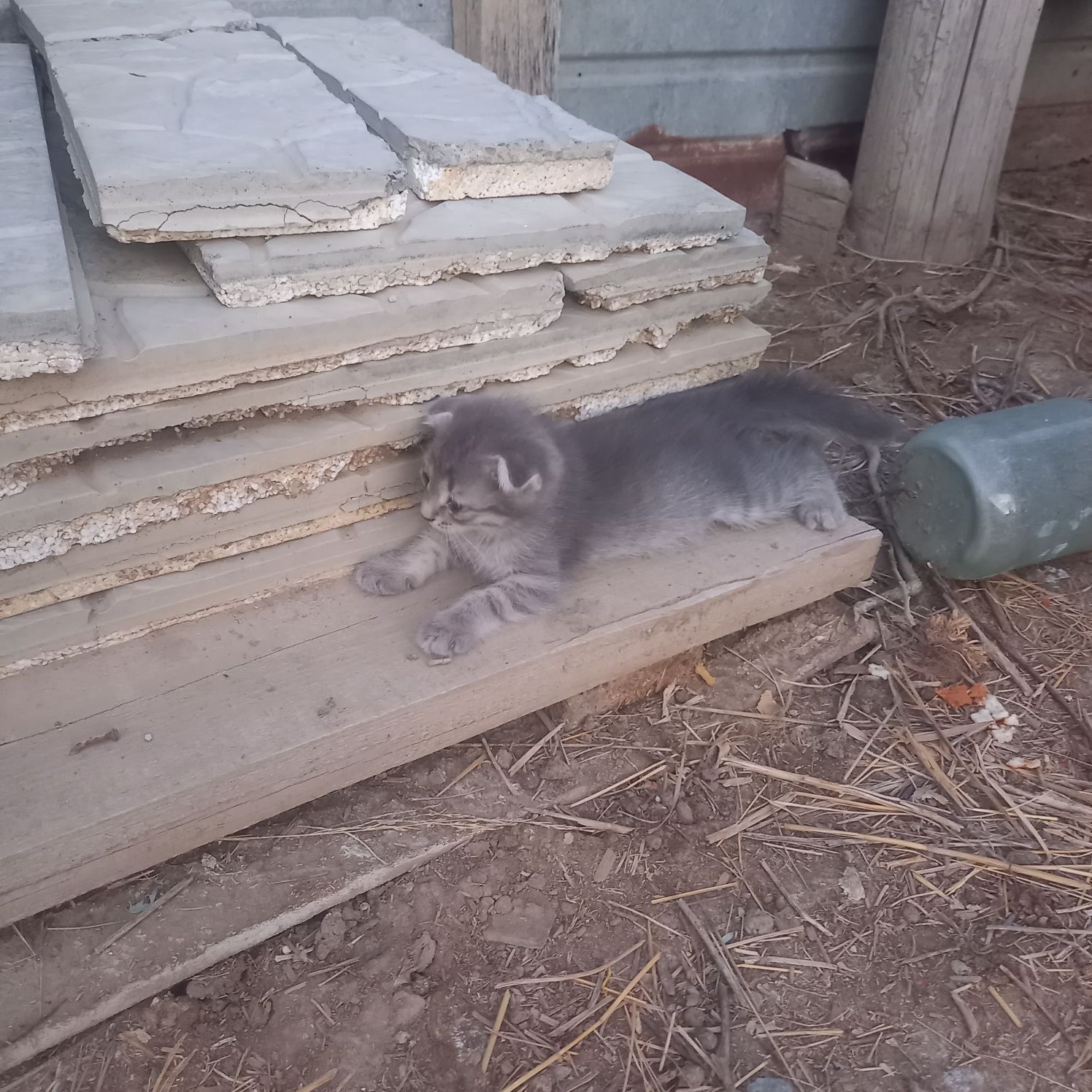 Продам котята веслоухий