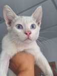 Котик в добрые руки