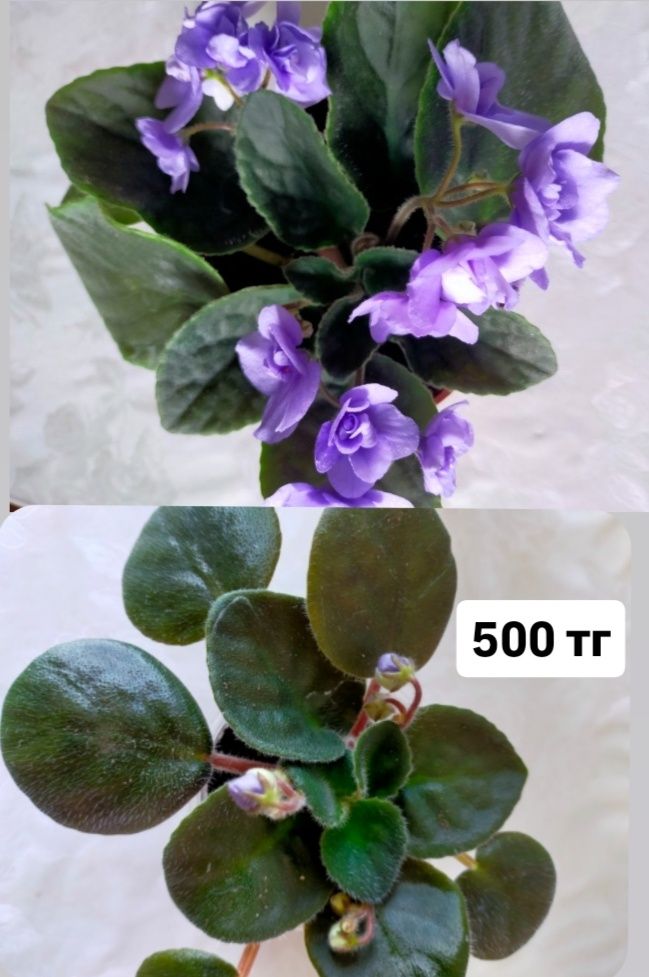 Продам молодые фиалки