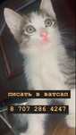Котенок, 1.5 месяца